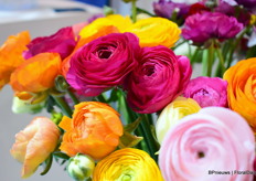 The Ranoncollus is AcanFora Fiori's main product and stood beautifully at the IPM.